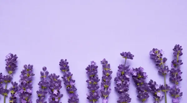 Lavendelblüten auf lila Hintergrund. Der Duft von Linalool beruhigt.