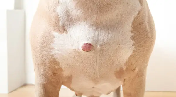 Close-up of a dog's flank showing a small, pink, hard growth on its skin.