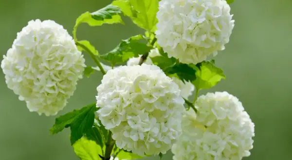 Piękne, kuliste kwiatostany kaliny odmiany 'Roseum' na tle zieleni.