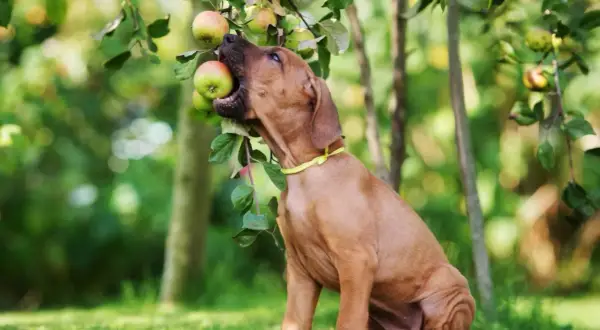 Brauner Hund mit gelbem Halsband beißt in einen Apfel, der von einem Baum hängt.