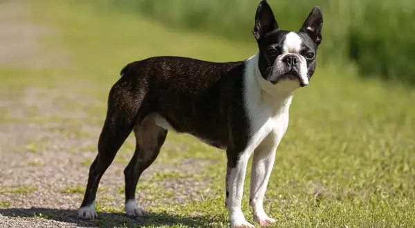 Un adorable boston terrier con su distintivo pelaje blanco y negro posa en un camino de grava rodeado de hierba verde.
