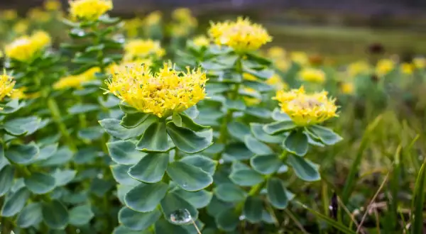 Kwiaty różeńca górskiego (Rhodiola rosea) na tle górskiego krajobrazu.