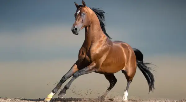Piękny, kary koń arabski galopuje, wzbijając kurz. Jego sylwetka jest smukła i pełna gracji.