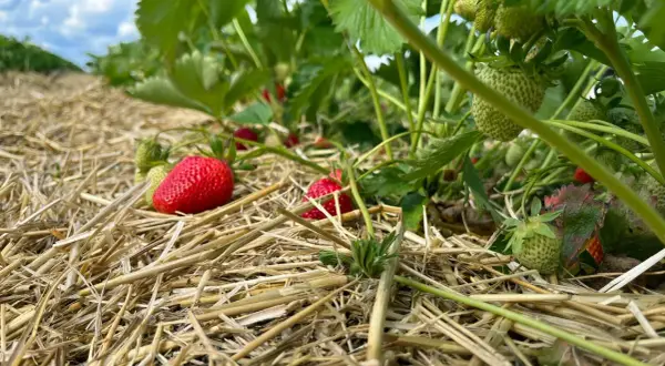 Reife und grüne Erdbeeren auf Stroh. Die sorgfältige Pflege der Erdbeerpflanzen sorgt für eine reiche Ernte.