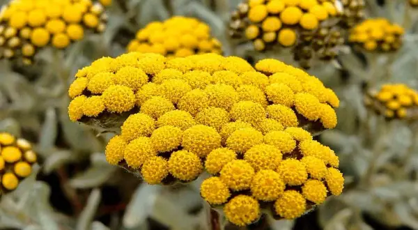 Nahaufnahme von gelben Immortellenblüten. Die **immortelle wirkung psyche** wird oft mit beruhigenden Eigenschaften assoziiert.