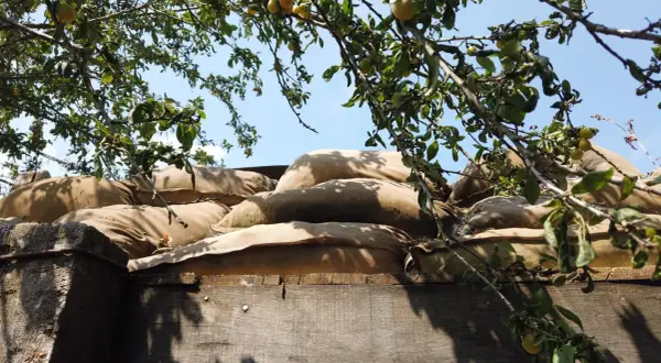 Sacs de sable empilés, rappelant les tranchées. Combien reste-t-il de survivants de la Première Guerre mondiale ? L'arbre fruitier au-dessus symbolise la vie qui continue.