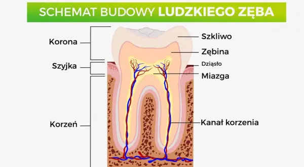 Schemat budowy ludzkiego zęba: korona, szyjka, korzeń, szkliwo, zębina, dziąsło, miazga, kanał korzenia. Poznaj nazwy zębów.