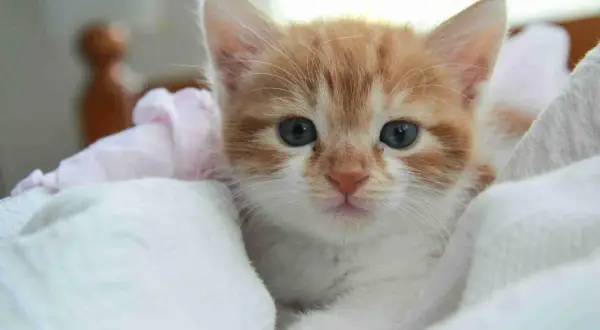 Un gatito naranja y blanco, con grandes ojos azules, se asoma entre mantas. ¿Cuanto duerme un gato de 3 meses? ¡Mucho!