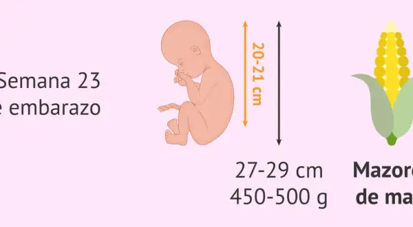 Bebé en semana 23 de embarazo, mide 20-21 cm y pesa 450-500g, como una mazorca de maíz.