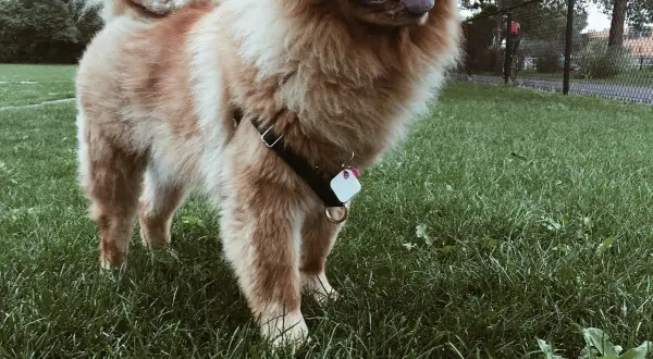 Puszysty chow chow z czarną uprzężą i zawieszką na obroży stoi na zielonej trawie.