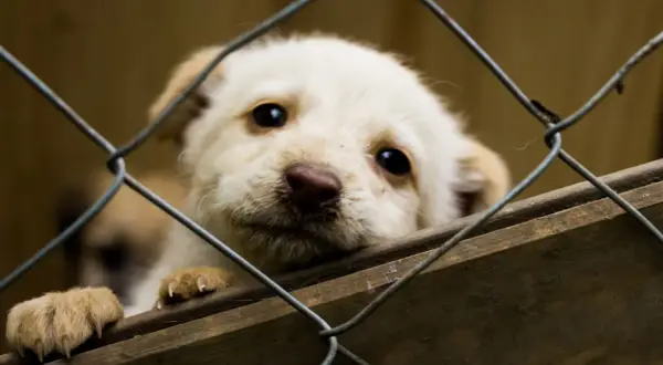 Słodki szczeniak czeka na adopcję psa ze schroniska. Jego oczy błagają o dom.