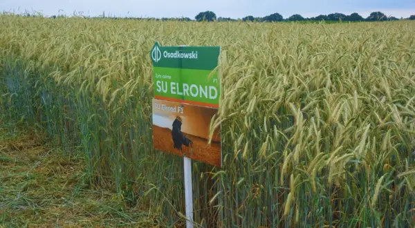 Pole żyta hybrydowego SU Elrond F1. Zboże dojrzewa na tle błękitnego nieba.