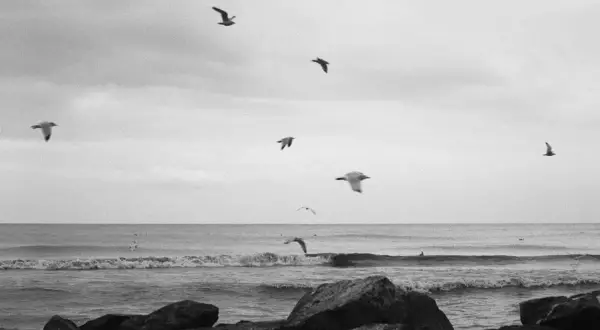 Seagulls soar over the ocean waves, captured on Ilford FP4+ film. Rocks frame the foreground of this serene, monochrome seascape.