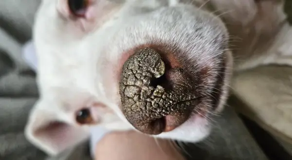 Primer plano del hocico de un perro blanco con hiperqueratosis en las almohadillas, mostrando una textura rugosa y agrietada.