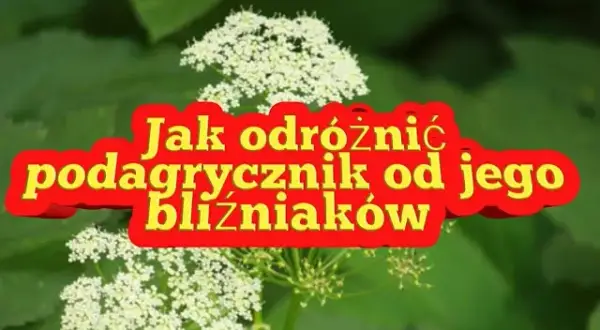 Jak odróżnić podagrycznik? Kluczowe różnice i zdjęcia