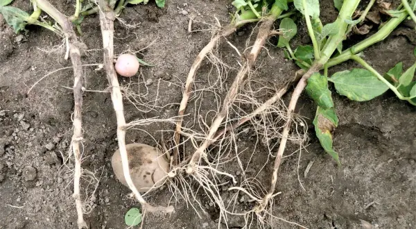 Ziemniaki z objawami rizoktoniozy ziemniaka. Widoczne uszkodzenia łodyg i korzeni, niektóre bulwy są zainfekowane.