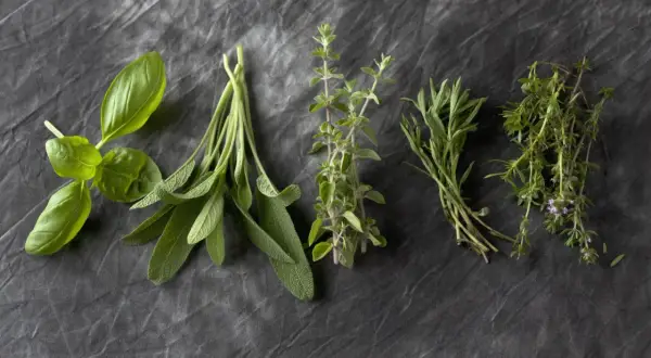 Frische Kräuter: Basilikum, Salbei, Majoran, Thymian und Oregano. Der Unterschied zwischen Thymian, Majoran und Oregano ist in ihren Blättern und Stängeln sichtbar.