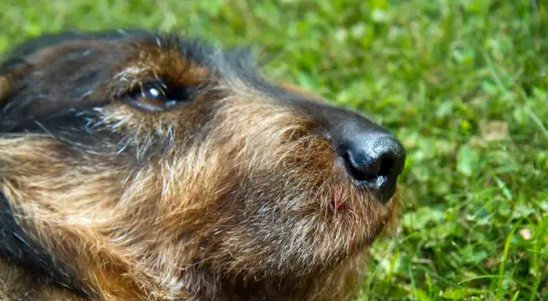 En hund med en liten skada vid nosen, som en giftig padda, ligger i gräset.
