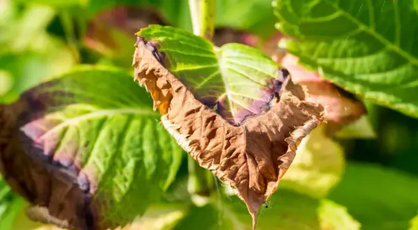 Dlaczego liście hibiskusa ogrodowego żółkną? Sprawdź przyczyny i rozwiązania.