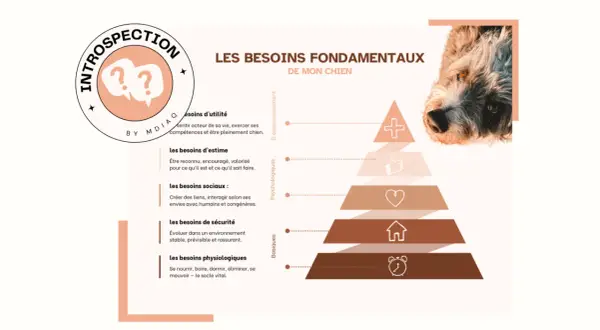 La pyramide de Maslow pour chien, illustrant ses besoins fondamentaux : physiologiques, sécurité, sociaux, estime et utilité.