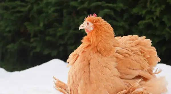 Ein orangefarbenes Huhn sitzt im Schnee. Es könnte einen Vitamin B Mangel haben, da sein Gefieder etwas struppig wirkt.