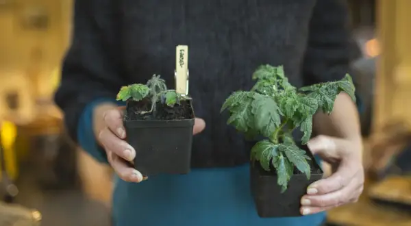 Person håller två tomatplantor. Den ena tomatplantan har friska, gröna blad, medan den andra har tomatblad som krullar sig och ser lite trötta ut.