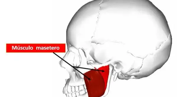 Dolor de masetero: Alivia la tensión mandibular y el bruxismo