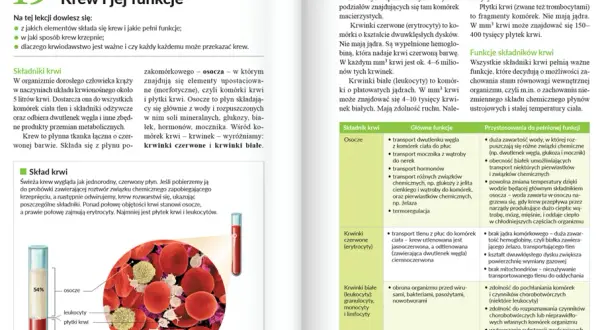 Gdzie znaleźć sprawdziany z Nowej Ery, by skutecznie się uczyć?