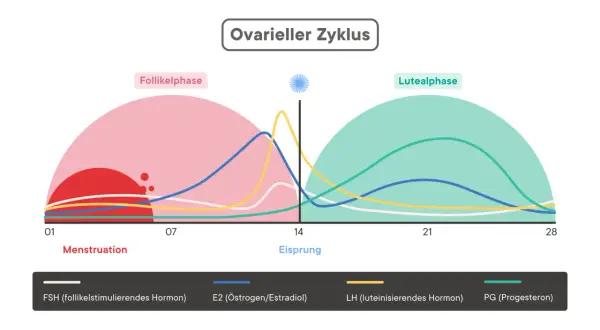 Der ovarielle Zyklus zeigt, wie lange dauert der Eisprung. Hormonkurven illustrieren die Follikel- und Lutealphase.