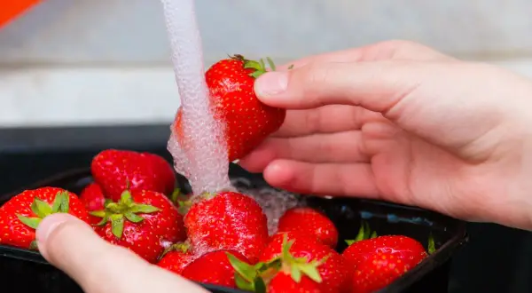 Mani che lavano fragole rosse sotto un getto d'acqua. Un modo semplice per preparare questo delizioso frutto.