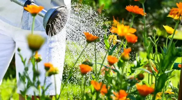 Arrosage de fleurs orangées et jaunes par une personne en pantalon blanc. La question "faut-il arroser en ce moment ?" se pose face à ce beau jardin.
