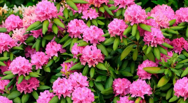 En frodig rabatt med rosa rhododendron i full blom. De klotformade blomklasarna lyser upp med sina intensivt rosa nyanser mot de mörkgröna bladen.