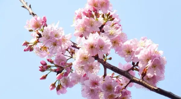 Ramo di ciliegio in fiore, con petali rosa delicati e boccioli che promettono una nuova stagione. L'innesto ciliegio è un'arte che porta bellezza.