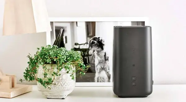 Nowoczesny router, który zapewnia najlepszy internet domowy, stoi obok doniczki z zieloną rośliną i czarno-białego zdjęcia psa.
