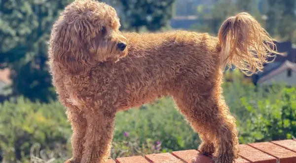 Uroczy, rudy cavapoo na ceglanym murku. Zastanawiasz się nad cavapoo cena?