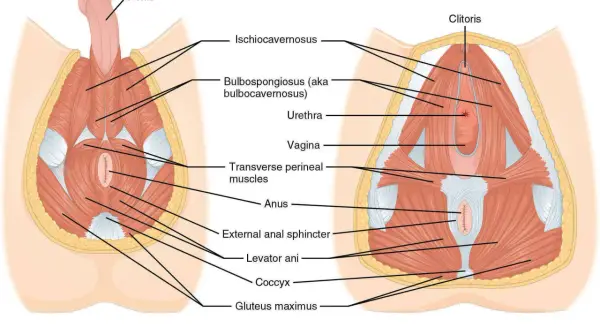 Vue inférieure des muscles du périnée masculin et féminin. L'image montre l'anatomie, y compris la possibilité d'une déchireure périnée.