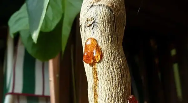 Gocce ambrate di resina, simili a gommosi del limone, colano dal tronco di un albero.