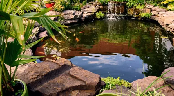 Un étang de pêche paisible avec des carpes koï, une cascade et une végétation luxuriante. Le prix d'un étang de pêche comme celui-ci dépend de sa taille et de ses caractéristiques.