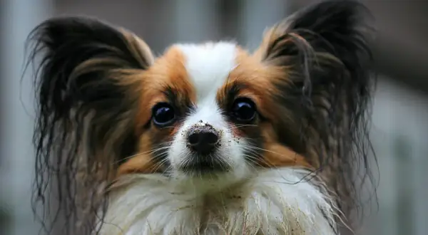 Papillon z brudnym nosem po zabawie. Czy papillon jest szczekliwy? Ten maluch wygląda na zadowolonego, a nie hałaśliwego.