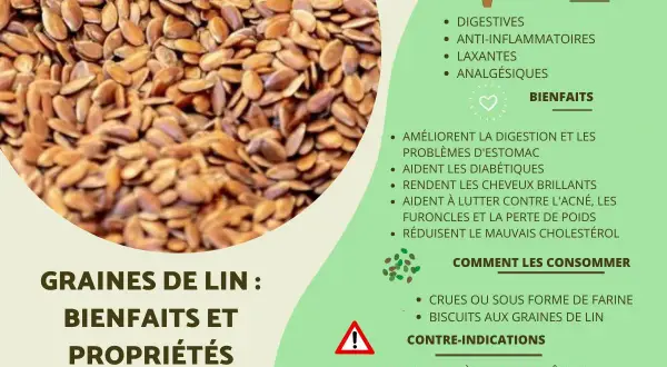 Graines de lin : une mine d'or pour la santé. Elles améliorent la digestion, aident les diabétiques et réduisent le mauvais cholestérol.