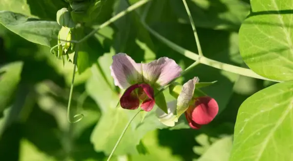 Zuckererbsenblüten in Rosa und Rot, umgeben von grünen Blättern. Manche Pflanzen sind eben schlechte Nachbarn für andere.