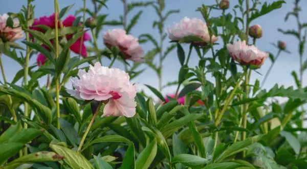 Pivoines roses et fuchsia épanouies, annonçant la belle saison. Leurs pétales délicats se déploient sous un ciel bleu clair.