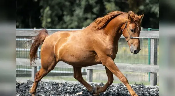 Rudy mustang horse w galopie na piaszczystym wybiegu, z grzywą rozwianą na wietrze.