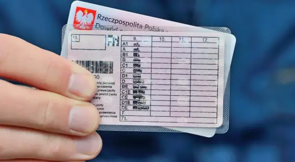 Polskie prawo jazdy na busa, kategoria D. Dłoń trzyma dokument z widocznymi kategoriami pojazdów.
