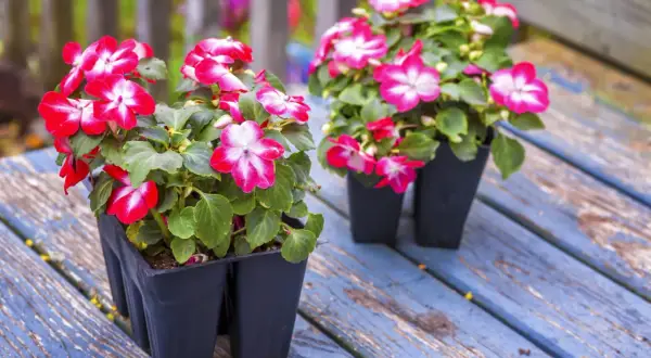 Deux pots de fleurs impatiens vivaces aux pétales bicolores rouge et blanc, posés sur un banc en bois bleu patiné.