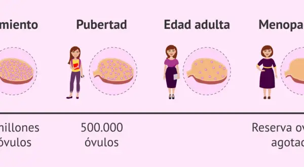 Ilustración muestra la disminución de la reserva ovárica desde el nacimiento hasta la menopausia, con un ovario que contiene menos óvulos en cada etapa.
