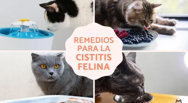 Gatos bebiendo de una fuente, comiendo arándanos, omega 3 y vitamina C. Remedios para la cistitis felina.
