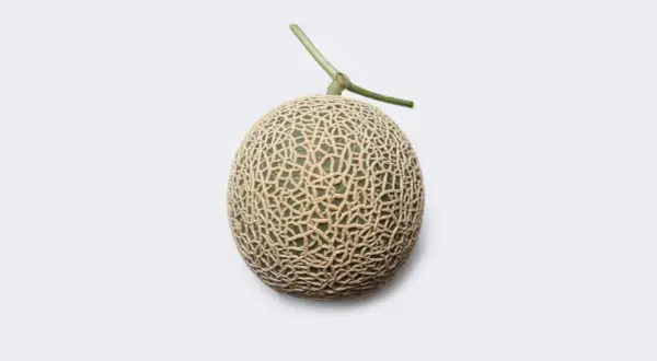 Un melon Yubari King, le fruit le plus cher du monde, avec sa peau finement texturée et sa tige verte, sur fond blanc.