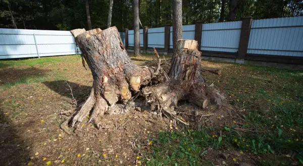 Dwa potężne pnie po ściętym drzewie, z widocznymi korzeniami. Zastanawiasz się, jaka kara za wycięcie drzewa?
