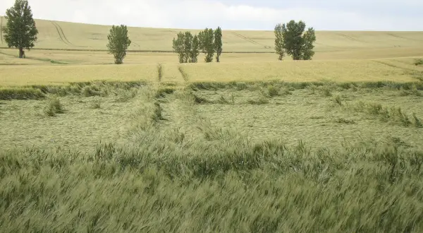 Champ de blé verdoyant, traversé par un chemin. La tige de verse, signe d'un vent fort, a couché une partie des épis.